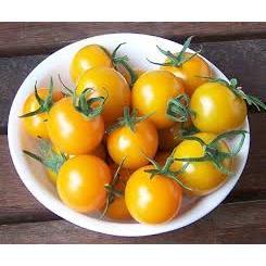 Hạt giống cà chua bi vàng 50 Hạt -quả đẹp năng suất cao
