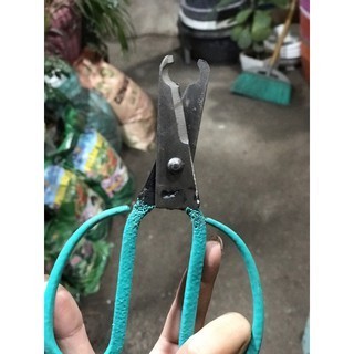 Bộ đôi chiết ghép cành cây - liền sẹo nhanh