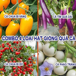 4 loại hạt giống cà - dễ trồng