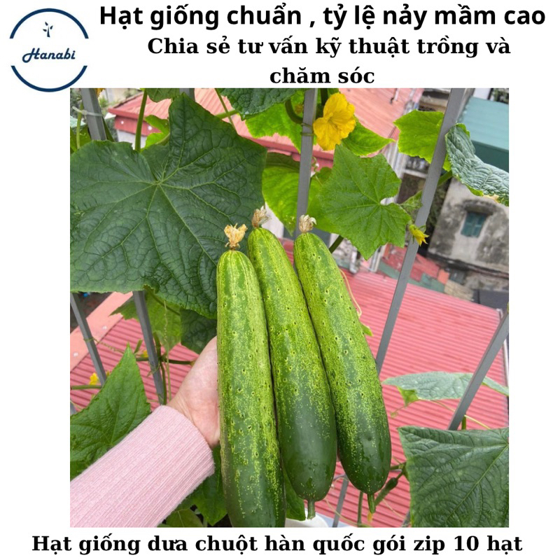 Hạt giống dưa chuột hàn quốc