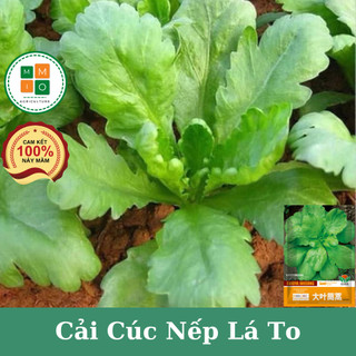 Hạt giống rau cải cúc nếp lá to