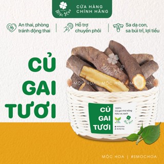 Củ gai tươi an thai cho bà bầu, loại trồng trên 5 năm (1kg)