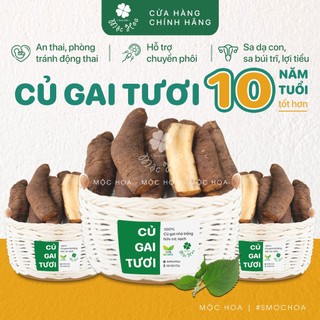 Củ gai tươi an thai, Loại 10 năm siêu to