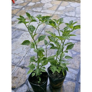 Combo 02 chậu Ớt peru charapita (chậu đang hoa)