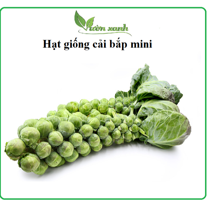 Hạt Giống Cải Bắp tí hon Xanh (bắp cải mini) 100 hạt