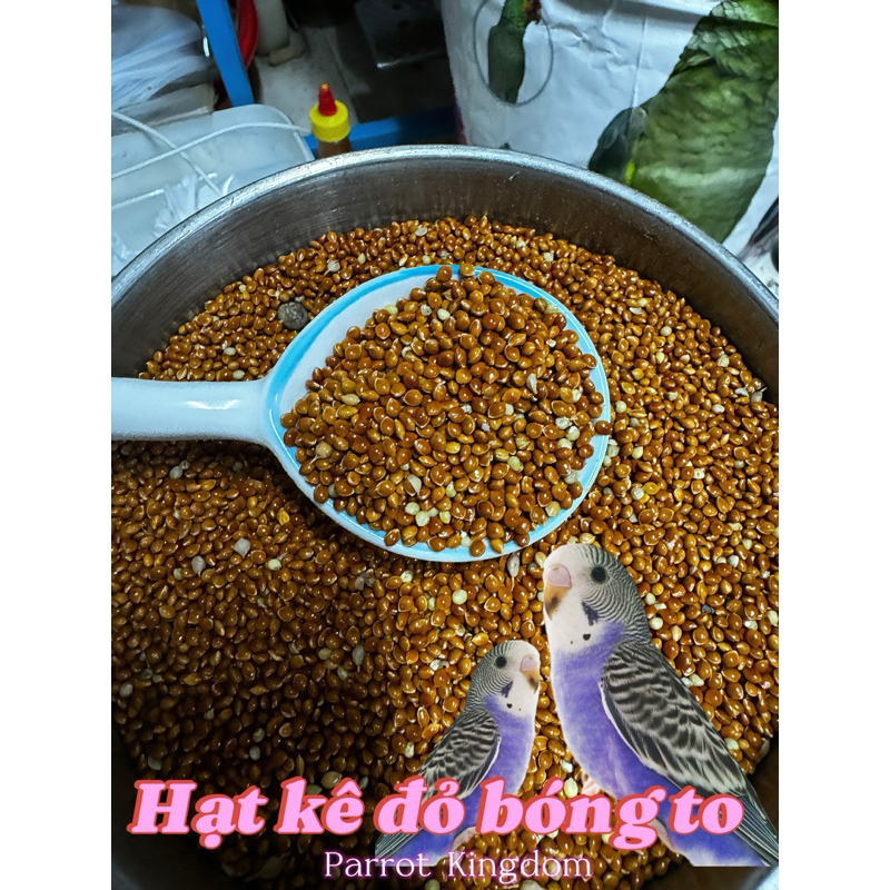 KÊ BÓNG ĐỎ HẠT TO