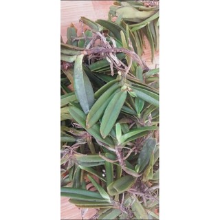 0.5 kg hoa lan quế tím