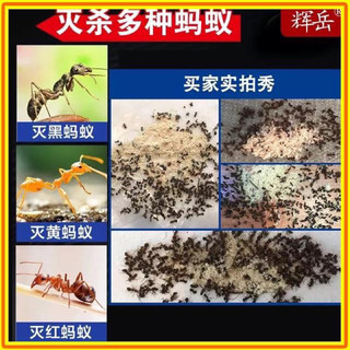 Thuốc diệt kiến gián tận gốc