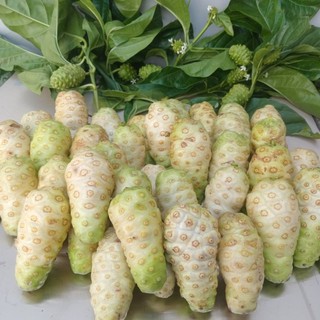1kg trái nhàu tươi nhào xanh