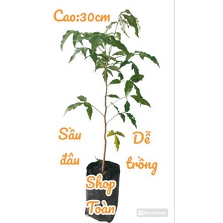 Cây sầu đâu. nem ấn độ. 1 cây, ăn lá.dễ trồng