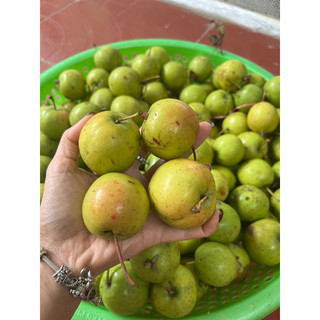 Táo mèo tươi Tumorong Kon Tum