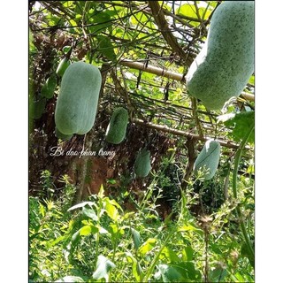 Combo Trà sâm bí đao phấn trắng (set 5 gói)