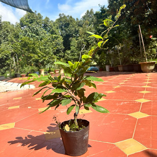 Cây mai cúc 2 tầng - hoa lâu tàn, bonsai gốc ghép đẹp