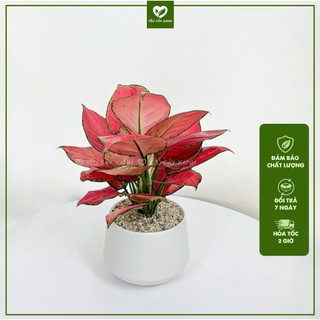 Cây Vạn Lộc Thái Đỏ (2 nhánh) - Cây Hồng Lộc