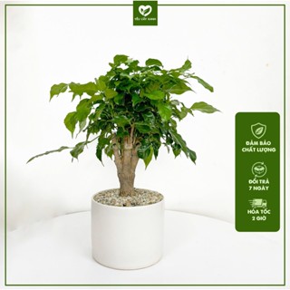 Cây Hạnh Phúc size để bàn kèm chậu gốm (nắng vừa)