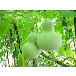 Combo 4 loại hạt giống bầu bí - giống cực chuẩn
