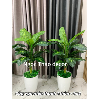 Cây vạn niên thanh 1m2 giả, cây giả trang trí,decor, cây hoa