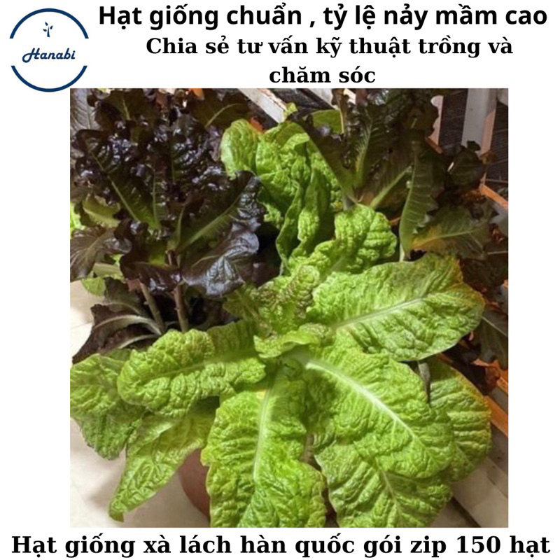Hạt giống xà lách hàn quốc