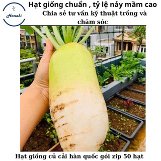 Hạt giống củ cải hàn quốc