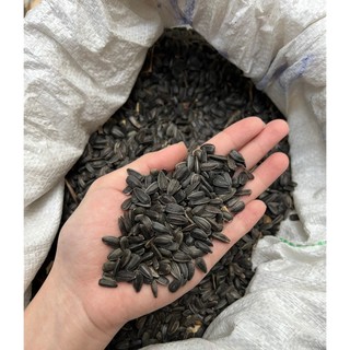 Hạt hướng dương nhỏ cho hamster 100gr