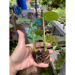 Cây Monstera (trầu bà xẻ lá)/ Kiểng lá/ cây trong nhà