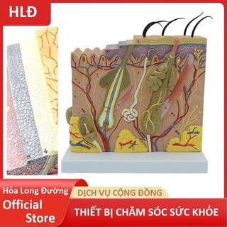 Mô hình phẫu thuật da 3D. Tỷ lệ phóng đại 50:1. Mô hình da học tập, giảng dạy