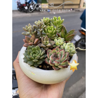 CHẬU SEN ĐÁ ĐỂ BÀN MINI (TẶNG SỎI)