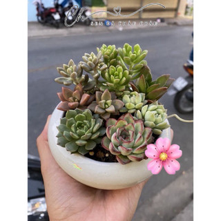 CHẬU SEN ĐÁ ĐỂ BÀN MINI (TẶNG SỎI)