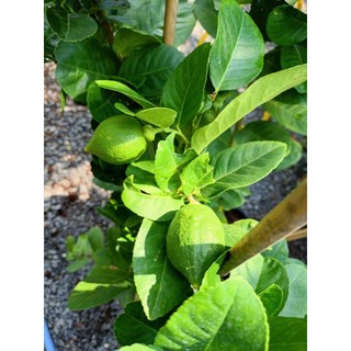 Cây chanh vàng Mỹ, chanh tây (chỉ giao hỏa tốc HCM)