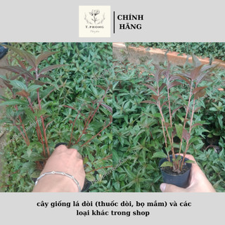 Cây lá dòi thuốc dòi thân tím chậu mini , cây giống nha đam