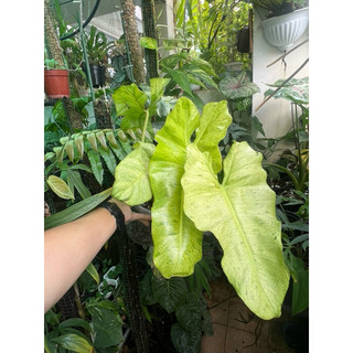 Kiểng lá philodendron paraiso verde cây 4 lá