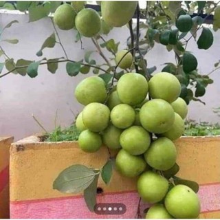 Cây giống táo thái siêu ngọt ( cây ghép ) cho trái siêu sớm