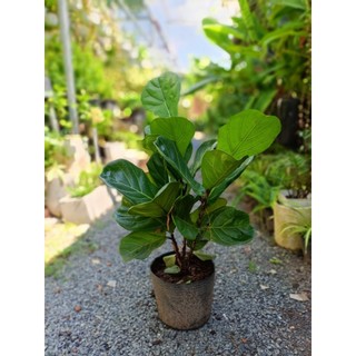 Cây bàng Singapore 50-60cm (chỉ giao hỏa tốc HCM)