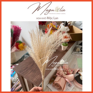5 cành lau khô Miscanthus, Hoa khô trang trí nhà cửa, vintage decor phụ kiện trang trí chụp ảnh sản phẩm