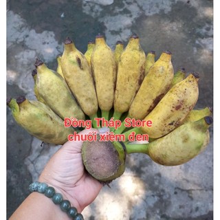 1 Nãy Chuối  Xiêm Đen Còn Xanh (1kg1-1kg3)