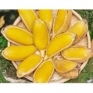 1kg Chuối Sáp Nghệ Ngon Bổ Rẻ