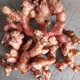1kg củ giềng đỏ tươi