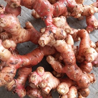 500gram cu giềng đỏ tươi.rieng đỏ