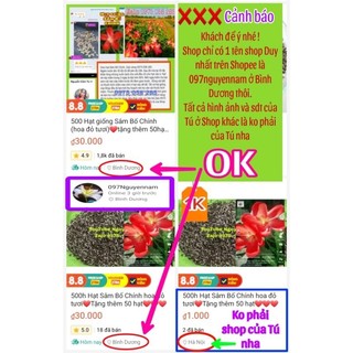 500 Hạt giống Sâm Bố Chính (hoa đỏ tươi)❤️tặng thêm 50hạt❤️❤️❤️❤️