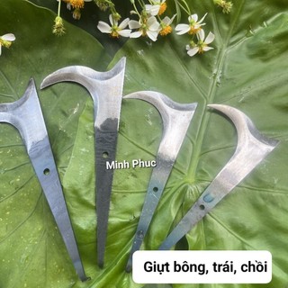 Cu liêm giựt bông. tỉa chồi