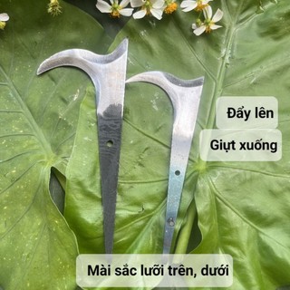 Cu liêm giựt bông. tỉa chồi, tuyển bông, tuyển trái