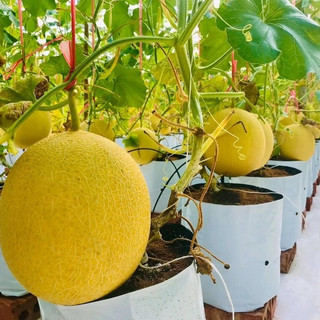 Túi nylon trồng cây đục lỗ 18cm x 36cm 1kg