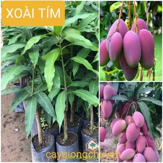 Cây xoài úc tím siêu trái chuẩn giống