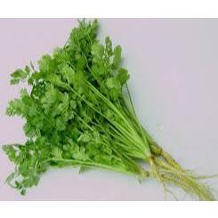 Hạt giống rau mùi gói 1kg - ngò chịu nhiệt mùi chịu nhiệt