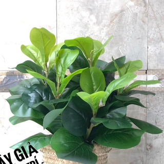 Cây Bàng Sing Giả Để Bàn Trang Trí - Cây Giả Mini