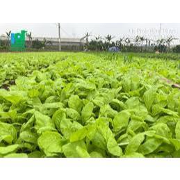Hạt Giống Rau Cải canh mơ Hà Nội gói 20g - Rau trồng quanh năm