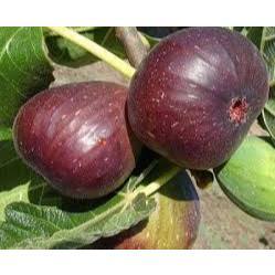 Hạt giống sung mỹ - cây trồng chậu, dễ trồng dễ chăm sóc