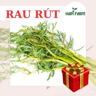 Hạt giống rau rút thái khô gói 1gr tr56