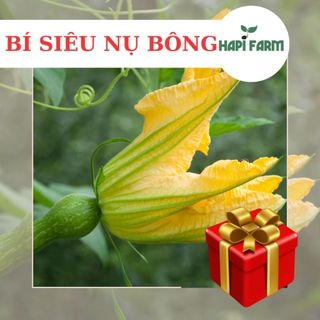 Hạt giống rau bí siêu nụ bông dễ trồng tr55