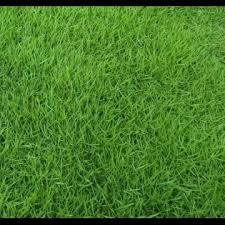 Hạt giống cỏ thảm bermuda xanh 200gram chất lượng cao